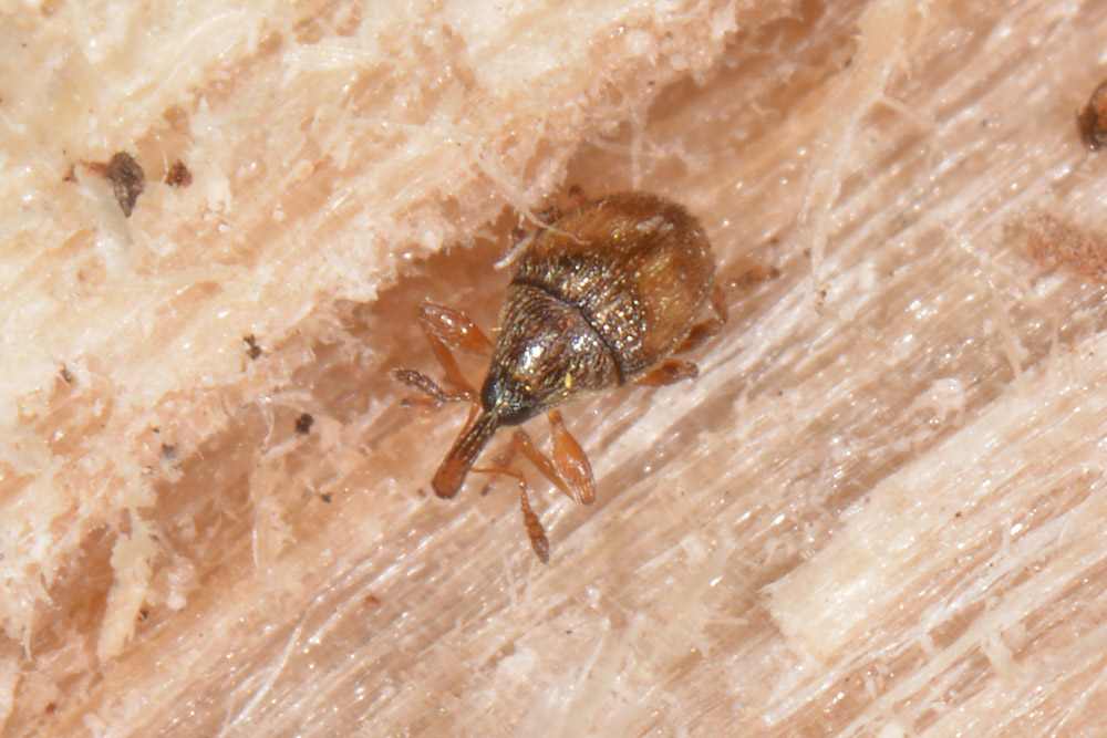 Nanophyes brevis (Nanophyidae) e Acalles parvulus temperei (Curculionidae)
